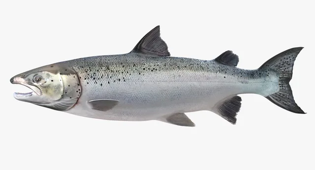 Atlantic Salmon Fish