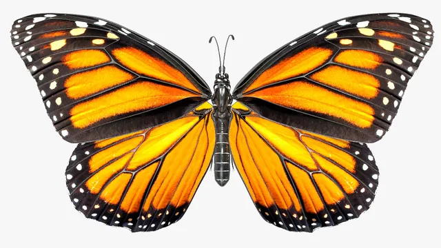 Flying Monarch Butterfly Rigged