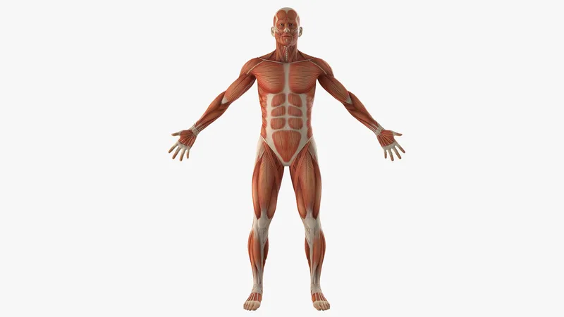 Anatomy Male Muscular System 3D model preview
