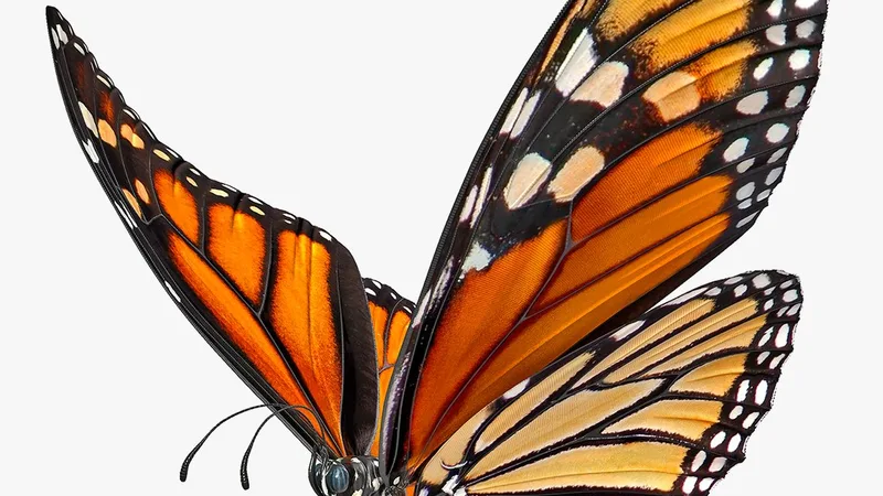 Animated Flying Monarch Butterfly Rigged for Cinema 4D 3D model preview