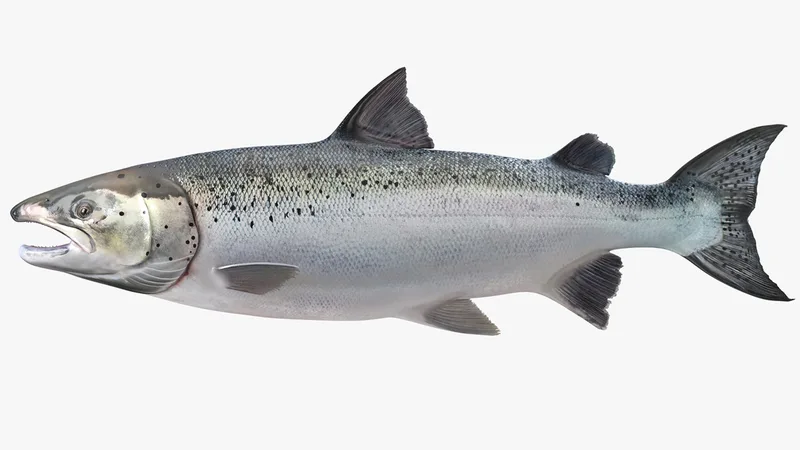 Atlantic Salmon Fish 3D model preview