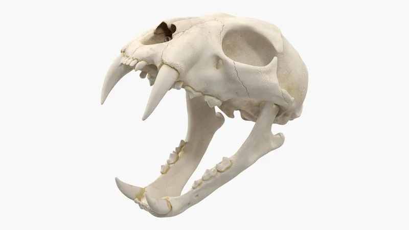 Bengal Tiger Skull 3D model preview