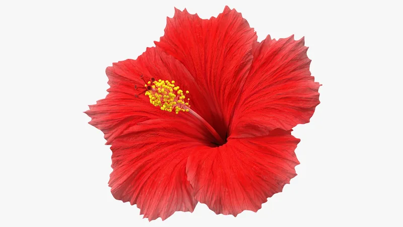 Blooming Red Hibiscus Flower 3D model preview