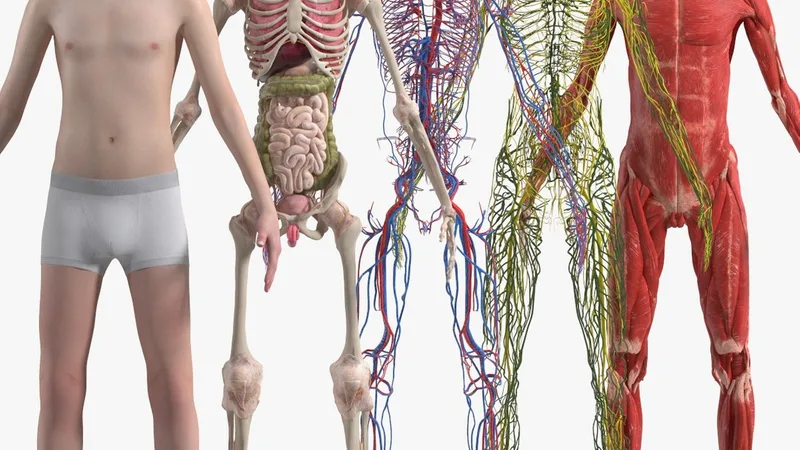 Boy Full Body Anatomy 3D model preview