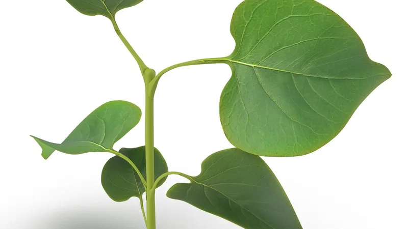 Branch With Leaves 2 3D model preview