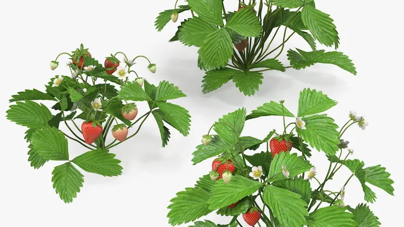 Bush of Strawberry Plant with Fruits Set 3D model preview