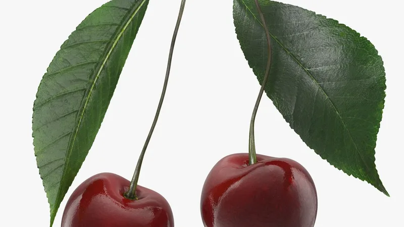 Cherry Collection 3D model preview
