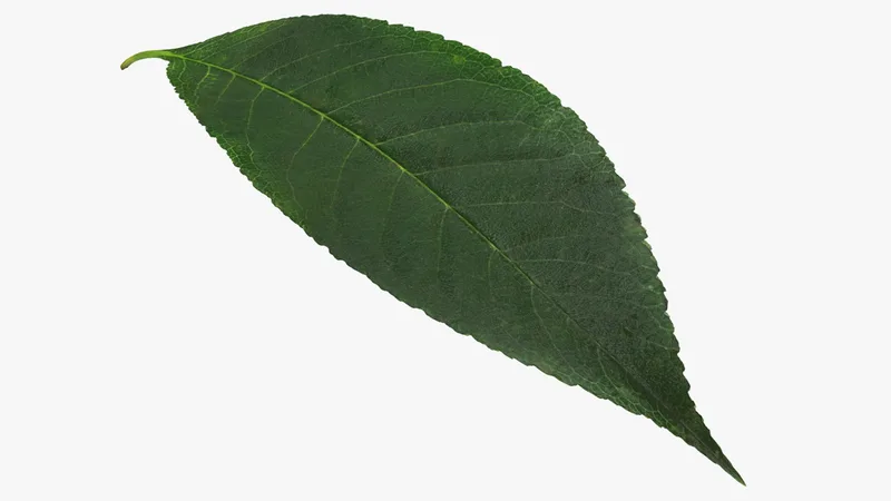 Cherry Leaf 3D model preview