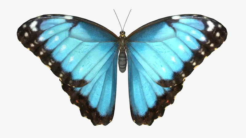 Common Morpho Butterfly 3D model preview