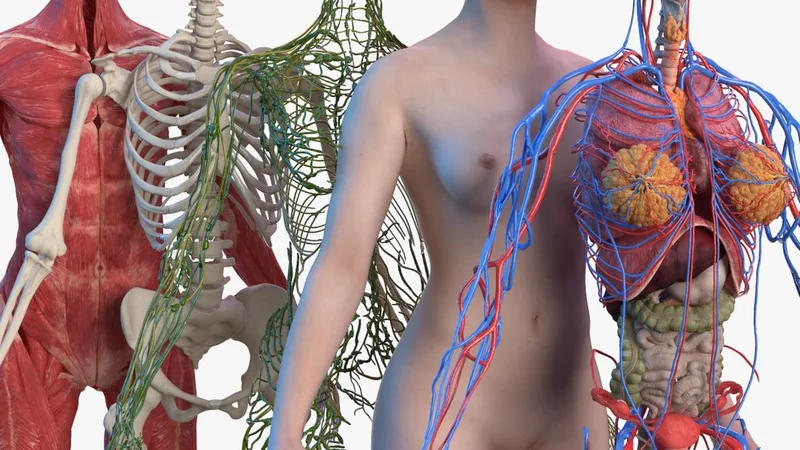 Complete Female Body Anatomy 3D model preview