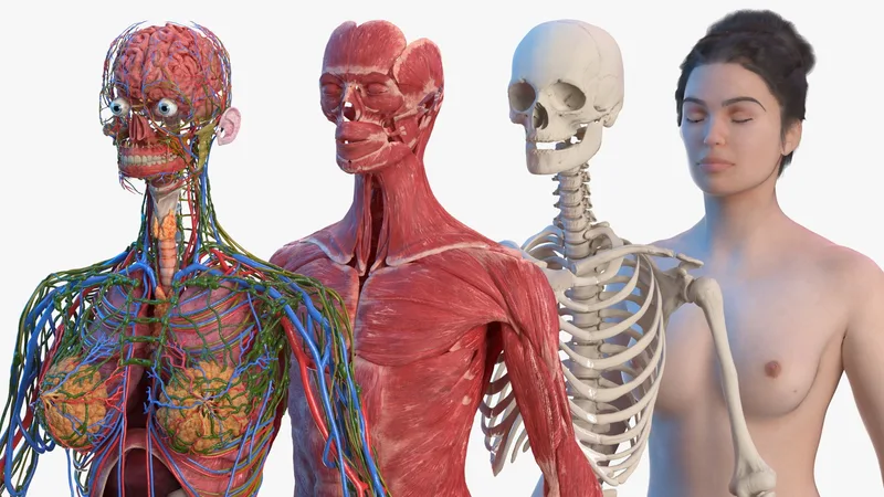 Complete Female Body Anatomy Fur 3D model preview