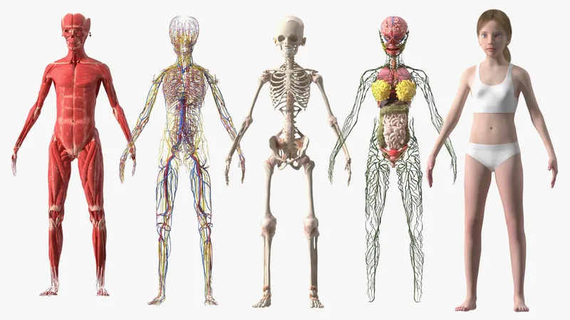Complete Full Body Kid Girl Anatomy Fur 3D model preview