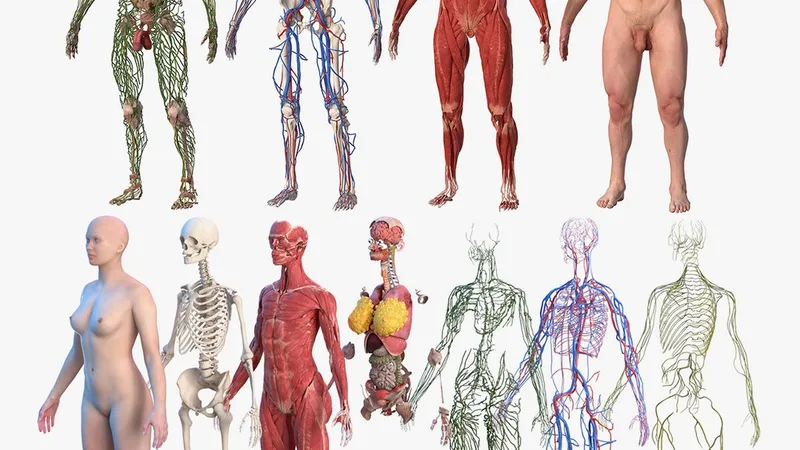 Complete Male and Female Body Anatomy Collection 3D model preview