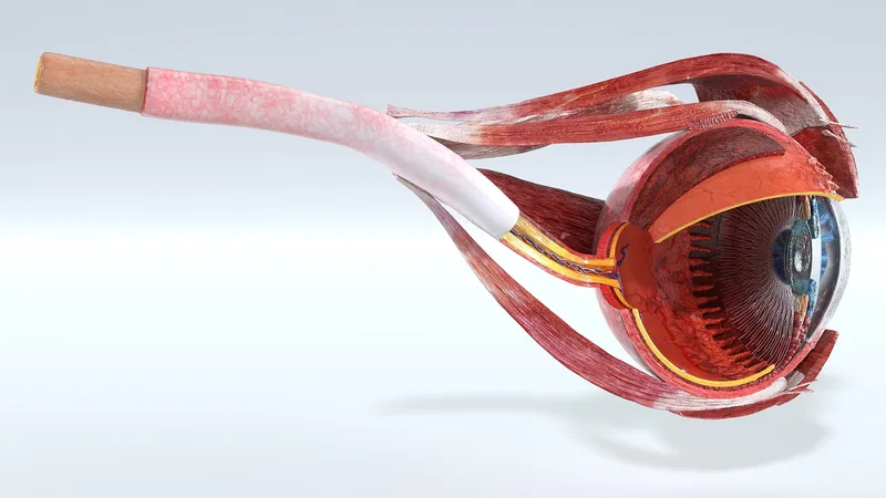 Cross-Section of the Human Eye Left Part 3D model preview