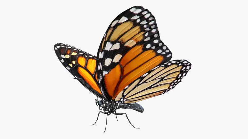Danaus Plexippus Butterfly 3D model preview