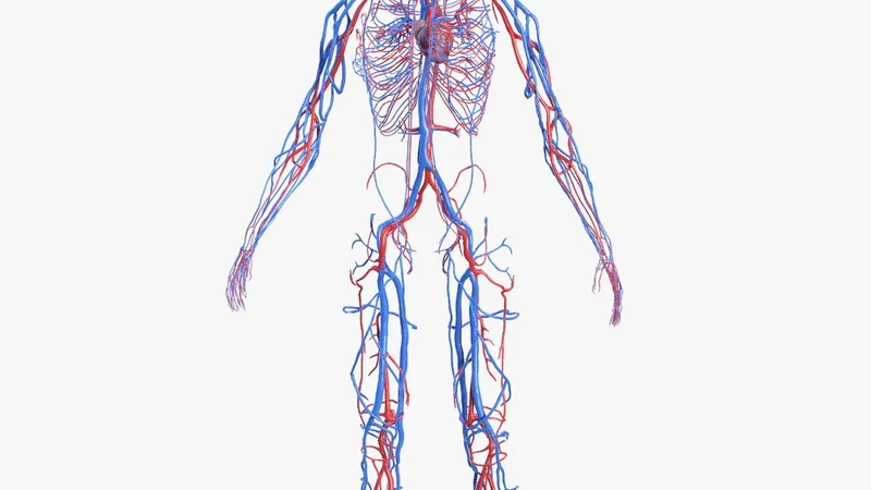 Female Cardiovascular System Anatomy 3D model preview