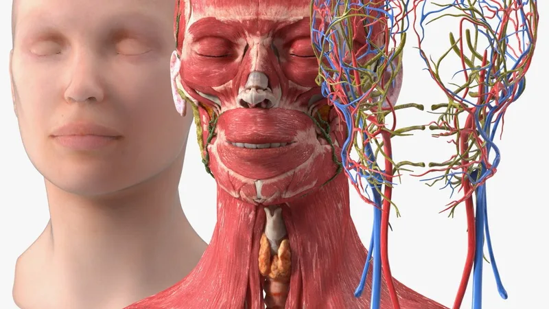 Female Head Full Anatomy and Skin 3D model preview