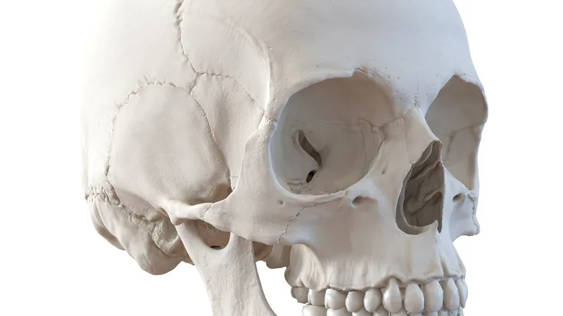 Female Human Skull 3D model preview