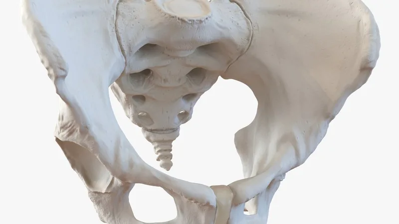 Female Pelvis Skeleton 3D model preview