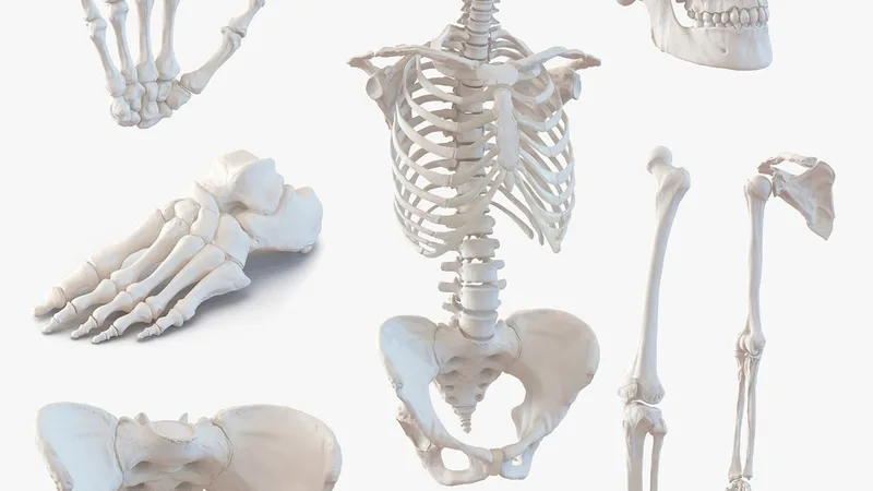 Female Skeleton Collection 3D model preview