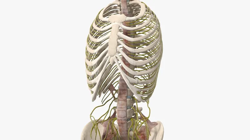 Female Spine Anatomy 3D model preview