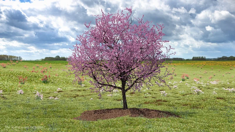 Flowering Cherry Tree 3D model preview