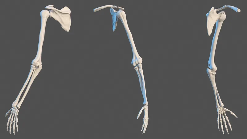 Human Arm Skeleton 3D model preview