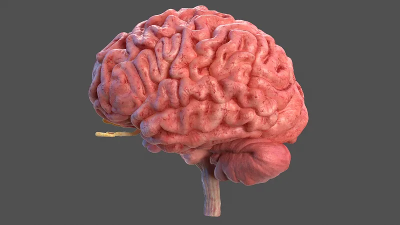 Human Brain Full Anatomy 3D model preview