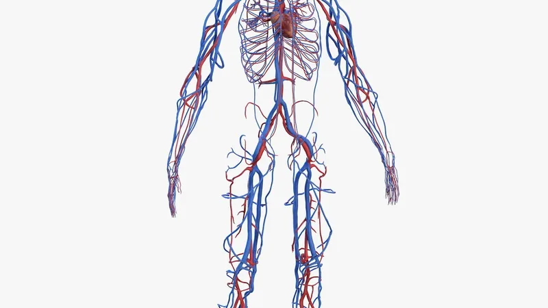 Human Cardiovascular System Full Body 3D model preview