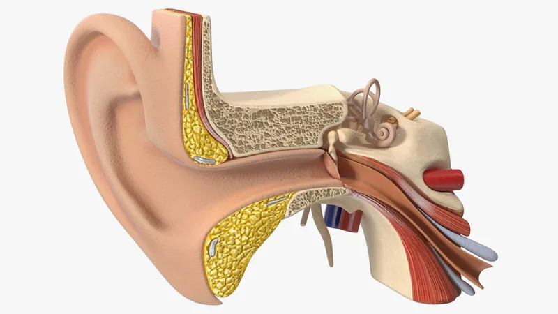 Human Ear Anatomy Structure 3D model preview