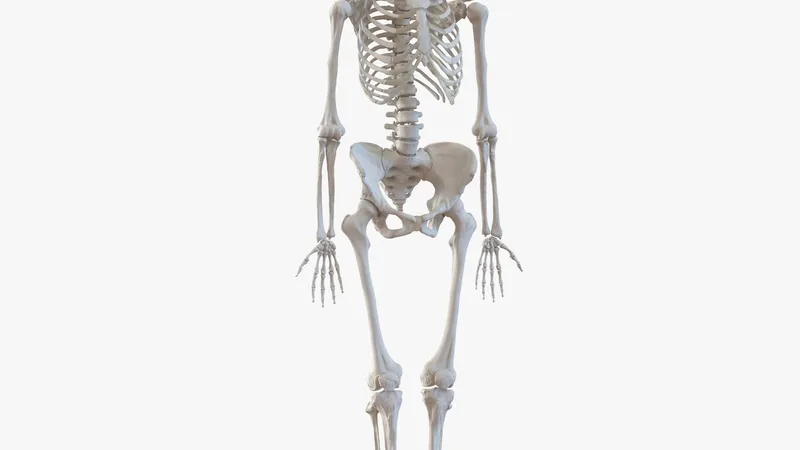 Human Female Skeleton 3D model preview