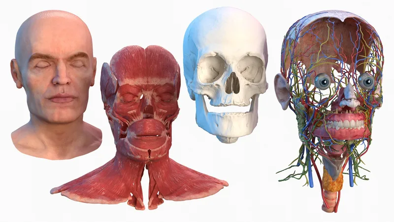 Human Head Full Anatomy and Skin 3D model preview