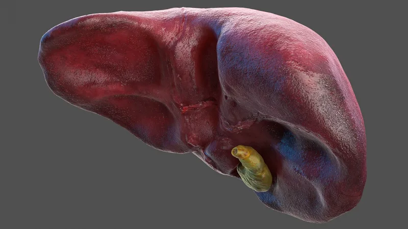 Human Liver and Gallbladder 3D model preview