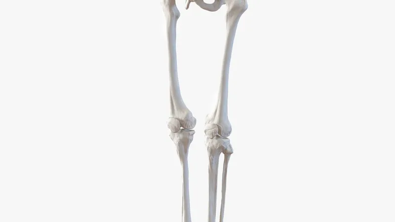 Human Male Lower Body Skeleton 3D model preview