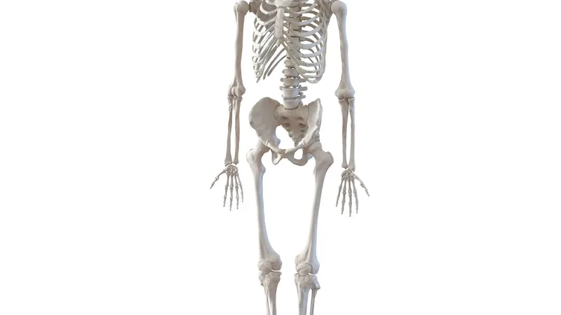 Human Male Skeleton 3D model preview