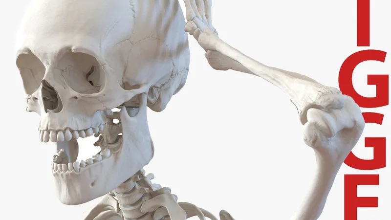 Human Male Skeleton Rigged for Cinema 4D 3D model preview