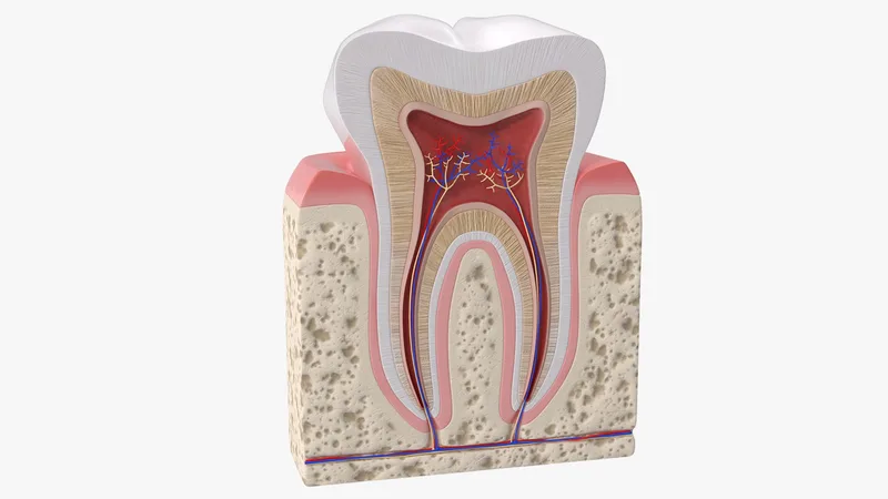 Human Tooth Anatomy 3D model preview