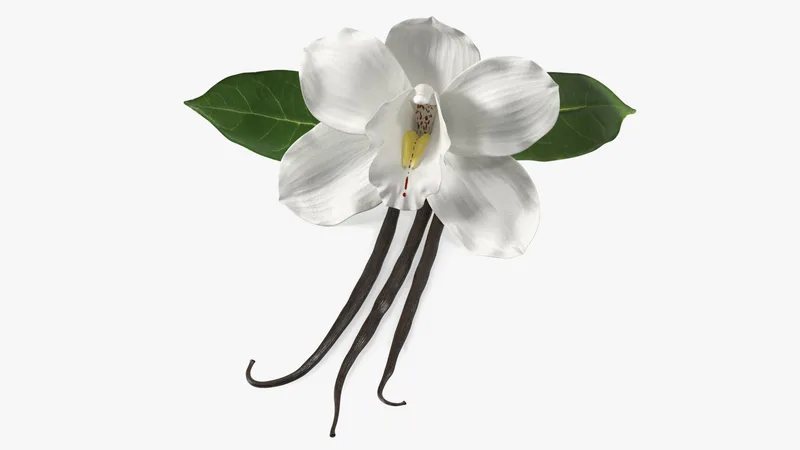 Hybrid Orchid Vanilla with Vanilla Sticks 3D model preview