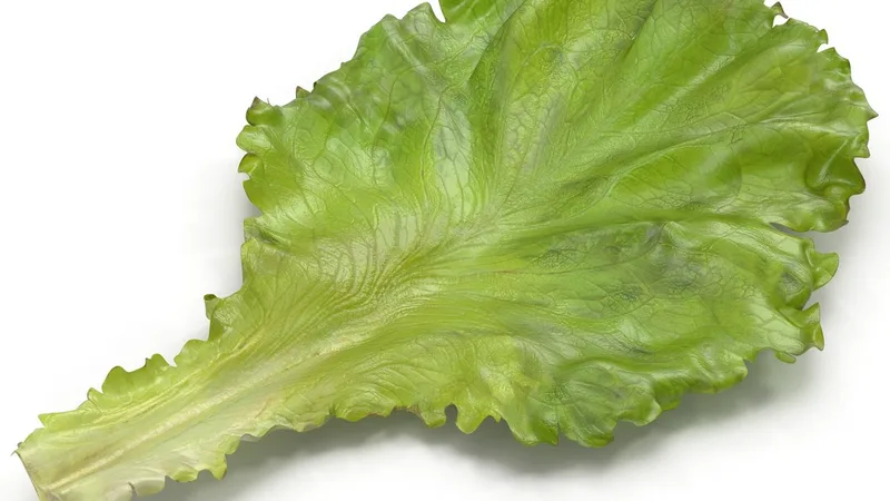 Lettuce Leaf 3D model preview