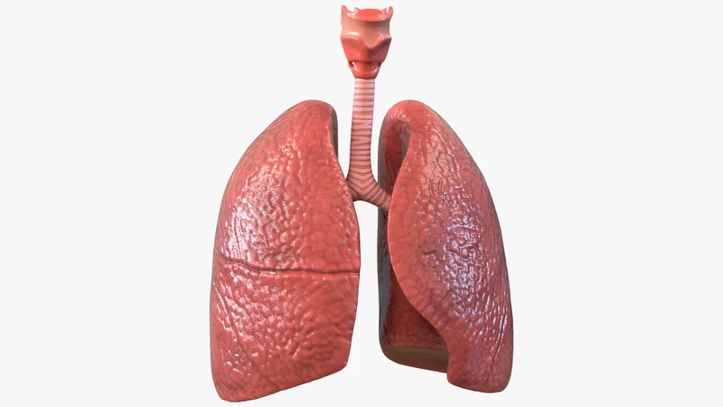 Lung Anatomy 3D model preview