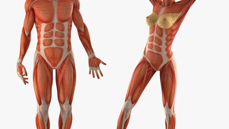 Male and Female Muscular System Anatomy Rigged Collection 3D model preview