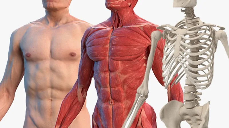 Male Body Anatomy Collection 3D model preview