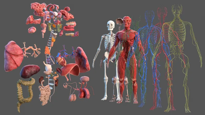 Male Full Body Anatomy 3D model preview