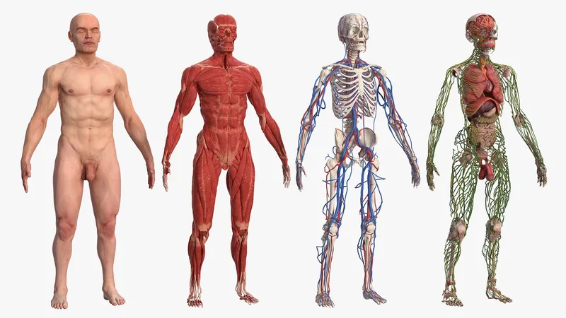 Male Full Body Anatomy and Skin 3D model preview