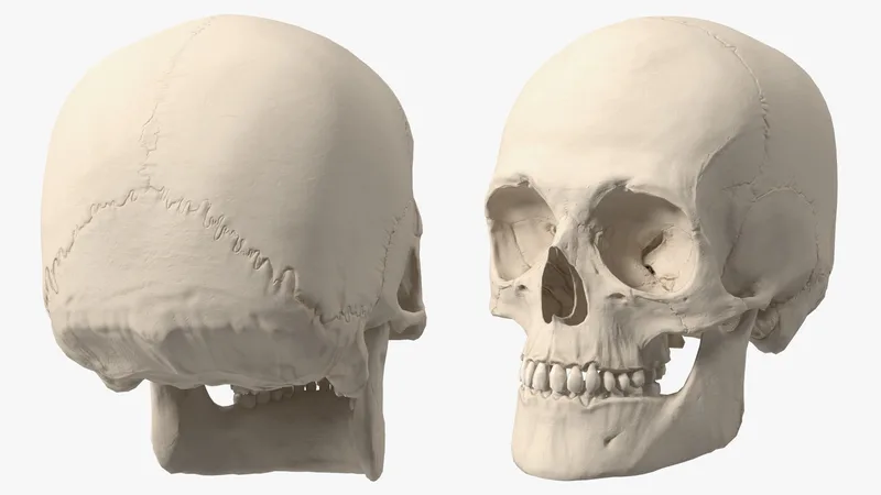 Male Human Skull 3D model preview