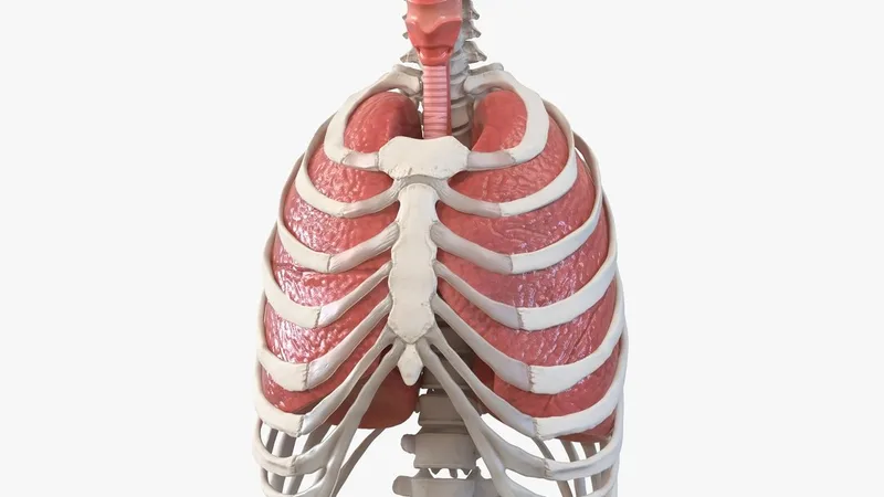 Male Ribcage with Respiratory System 3D model preview