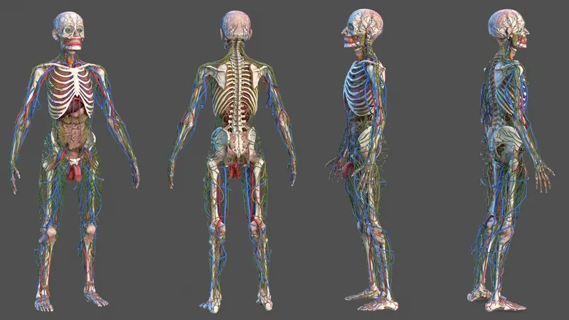 Male Skeleton and Internal Organs Anatomy 3D model preview