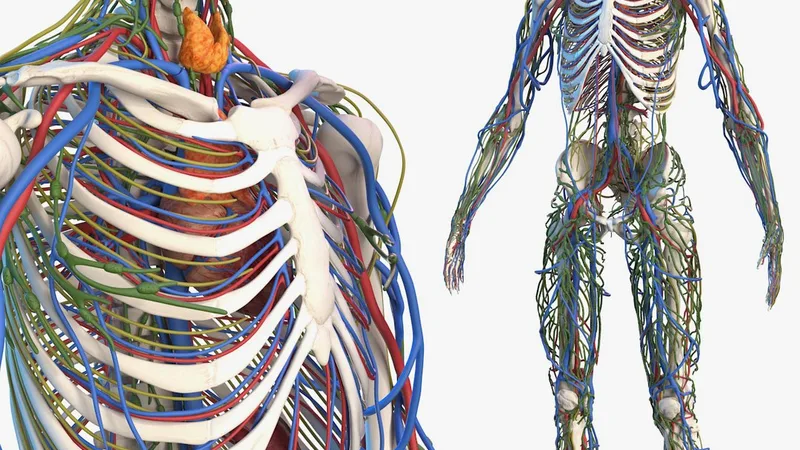 Male Skeleton Cardiovascular Lymphaticand and Nervous Systems 3D model preview