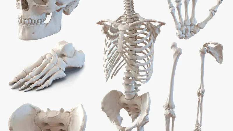 Male Skeleton Collection 3D model preview