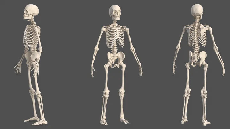 Male Skeleton Full Body 3D model preview